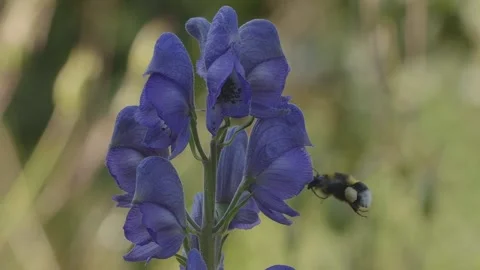 Close up of a bumblebee pollinating aconitum, slow motion Stock Footage 133641985