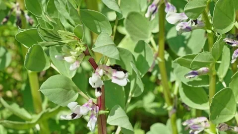 Close-Up of Bumblebee Pollinating Bean Flowers in the Wind - France Stock Footage 309166811