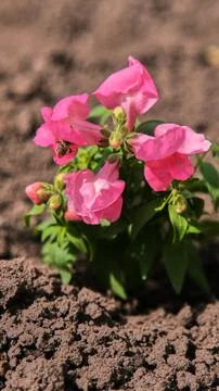 Close-up of bumblebee pollinating bright pink snapdragon flower on blurred Stock Photos