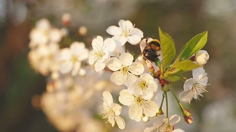 Close-up of bumblebee pollinating cherry blossoms in spring garden. Slow motion. Stock Footage 107864164