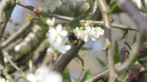 Close up of bumblebee pollinating cherry tree in garden during sunny day Stock Footage 172148851
