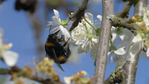 Close up of bumblebee pollinating cherry tree in garden during spring Stock Footage 172148919
