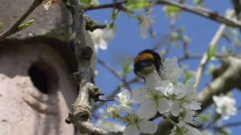 Close up of bumblebee pollinating cherry tree during sunny day in spring 動画素材 172149089