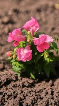 Close-up of a bumblebee pollinating a delicate pink snapdragon flower in the Stock Photos