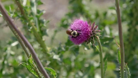 Close up of a bumblebee pollinating a flower Stock-Footage 80426618