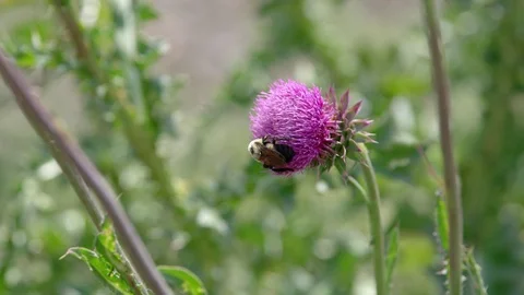 Close up of a bumblebee pollinating a flower Stock Footage 80427050