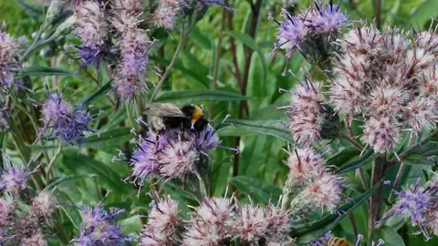 Close-Up of a Bumblebee Pollinating Flowers in a Garden Video stock 339845213
