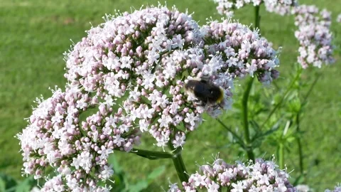Close-Up of a Bumblebee Pollinating Flowers in a Garden Video stock 339845367