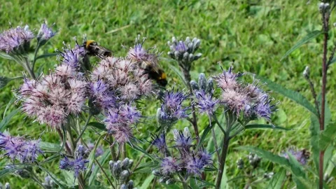 Close-Up of a Bumblebee Pollinating Flowers in a Garden Video stock 339845496