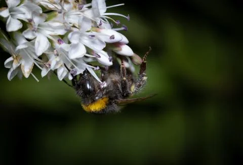 Close up of a bumblebee pollinating flowers Stock Photos