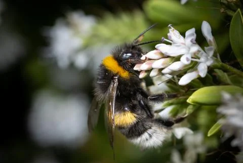 Close up of a bumblebee pollinating flowers Stock Photos