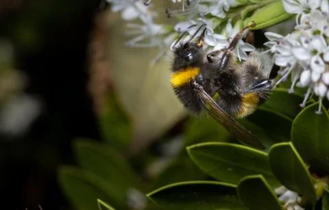 Close up of a bumblebee pollinating flowers Stock Photos