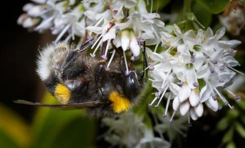 Close up of a bumblebee pollinating flowers Stock Photos