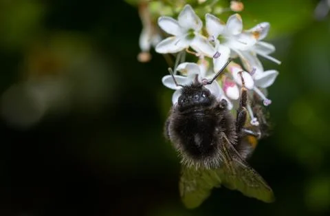 Close up of a bumblebee pollinating flowers Stock Photos