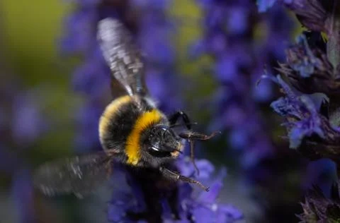 Close up of a bumblebee pollinating flowers Foto stock