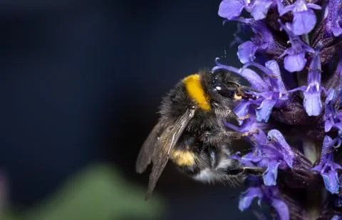 Close up of a bumblebee pollinating flowers Stock Photos