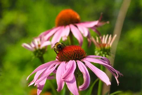 Close-up of a bumblebee pollinating pink aster flowers. 스톡 사진