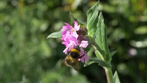 Close up of bumblebee pollinating pink flower during sunny day Stock Footage 172149293