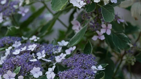 A close-up of a bumblebee pollinating purple hydrangea flowers. Video stock 342593102