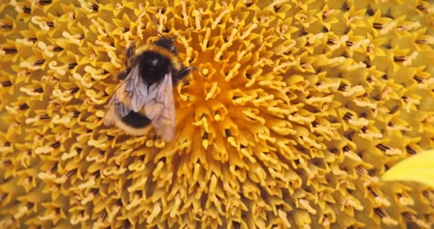 Close Up of Bumblebee Pollinating Sunflower Stock Footage 304394740