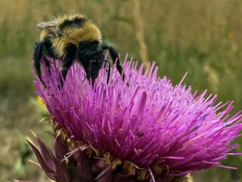 Close-Up of Bumblebee Pollinating a Vibrant Thistle Flower Stock Photos