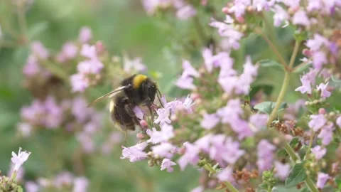 Close up of bumblebee pollinating wild thyme in garden during spring Stock Footage 172150196