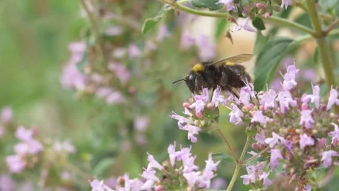 Close up of bumblebee pollinating wild thyme and then flying away in spring 動画素材 172150262