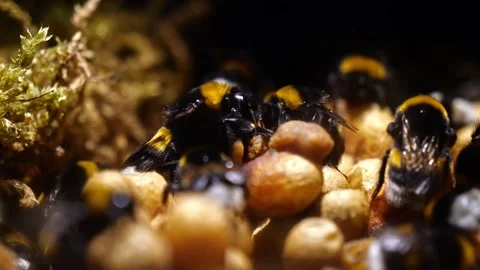 Close-Up Bumblebee Queen – 4K Cinematic Footage (Bombus terrestris) 스톡 동영상 320671656