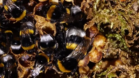 Close-Up of Bumblebee Queen with Brood Cells – 4K Footage (Bombus terrestris) 스톡 동영상 320671746