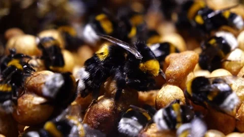 Close-Up Bumblebee Queen in Nest – 4K Cinematic Footage (Bombus terrestris) Stock-Footage 320671585