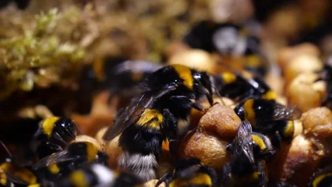 Close-Up Bumblebee Queen in Nest – 4K Cinematic Footage (Bombus terrestris) Видео 320671590