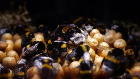Close-Up Bumblebee Queen in Nest – 4K Cinematic Camera Movement Stock-Footage 320671597