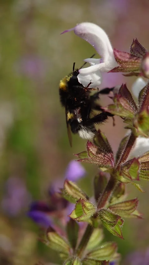 Close-up of a bumblebee on sage flowers Stock Footage 314024937