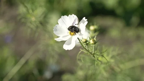 Close up of a bumblebee that sits on a white flower 스톡 동영상 219796923