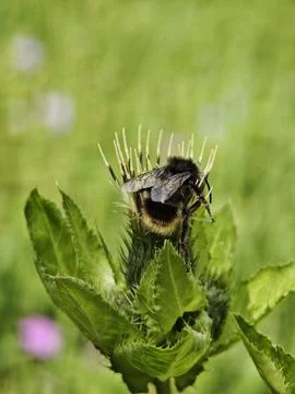 Close up of a bumblebee sitting on a flower Stock Photos
