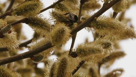 Close-up of a bumblebee on a spring tree Stock Footage 106467515