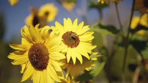 Close up of bumblebee on sunflower 库存影片 213488034