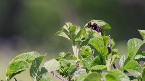 Close Up Of A Bumblebee On A Sunlit Green Leaf, Possibly Grooming Its Antennae O Stock Footage 315360878