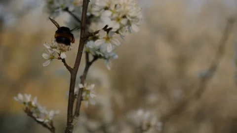 Close Up of Bumblebee on White Spring Flowers Video stock 339036654