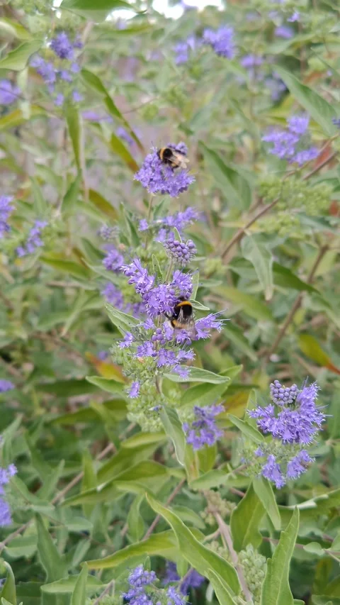 A close-up of a bumblebee on wildflowers Видео 317723395