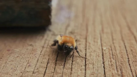 Close-up of bumblebee on wooden texture Stock Footage 331521045