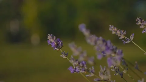 Close up of bumblebees and bees with blurred lavender field. Focus transition Stock Footage 278218001