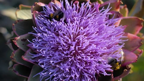 Close up of bumblebees pollinating a beautiful purple artichoke flower. Stock Footage 157433544