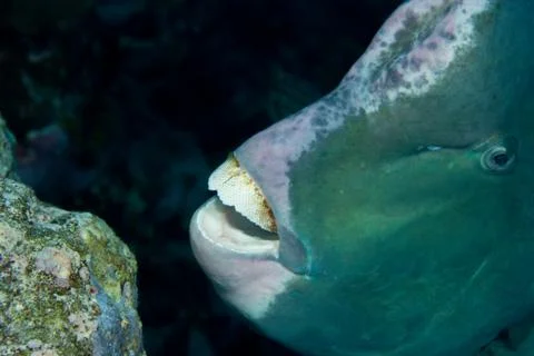 Close-up of Bumphead parrotfish, Stock-Fotos