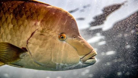 Close up of bumphead parrotfish Stock Photos
