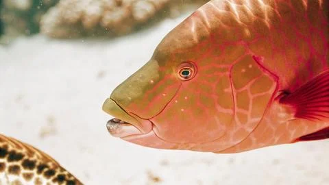 Close up of bumphead parrotfish 스톡 사진