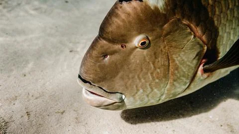 Close up of bumphead parrotfish Stock Photos