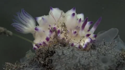 Close-up Bumpy Mexichromis Video stock 225260876