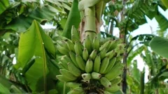 Green banana. Bunch of fresh green bananas on banana farm tree , #AFF, # Bunch, #fresh, #Green, #banana, #farm #ad