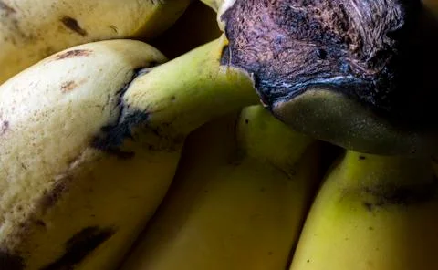 Close up of a bunch of bananas Stock Photos